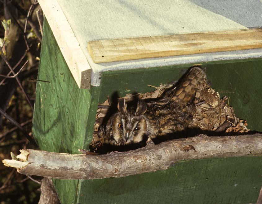 Long-eared Owl Asio otus innestbox,Ockenrode,The Hague c Fred van Olphen