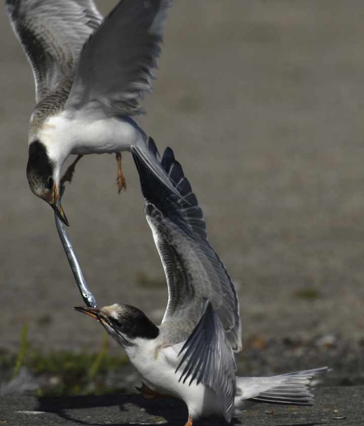 Sandeel (Ammodytes marinus)-pulling by Common Tern (Sterna hirundo) fledglings 30072007 Scheveningen, The Netherlands