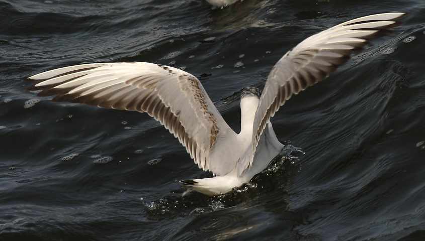 03 Black-headed Gull Larus ridibundus 2CY 04052007 Stellendam