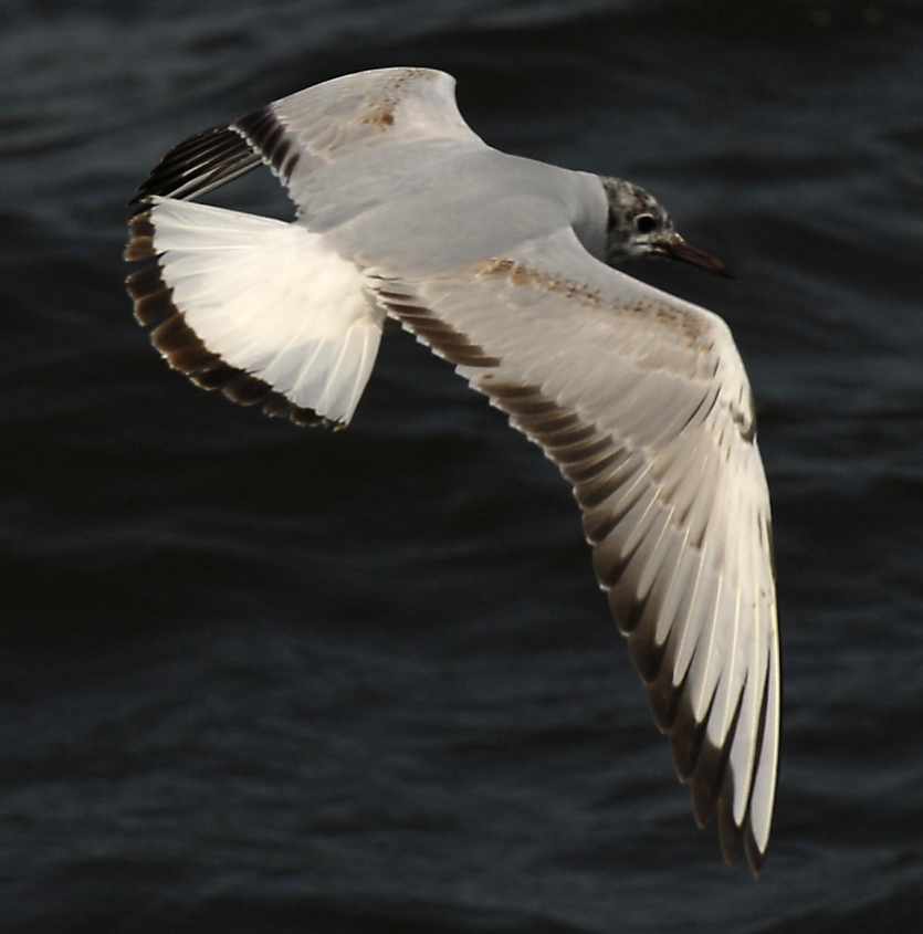 05 Black-headed Gull Larus ridibundus 2CY 04052007 1 Stellendam