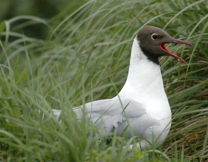 06 Black-headed Gull Larus ridibundus adult 04052005 Rotterdam