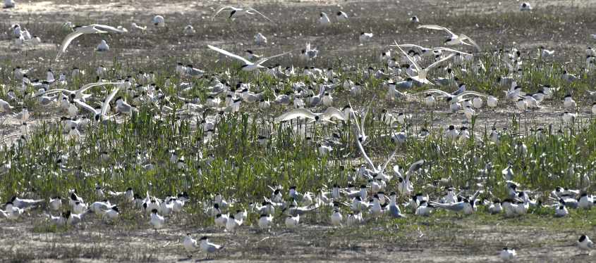 08 dense clusters of Sandwich Terns in Black-headed Gull colony 30042007 Schouwen,The Netherlands