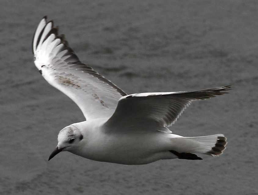 25 Black-headed Gull Larus ridibundus 2CY 10052007  Stellendam,The Netherlands