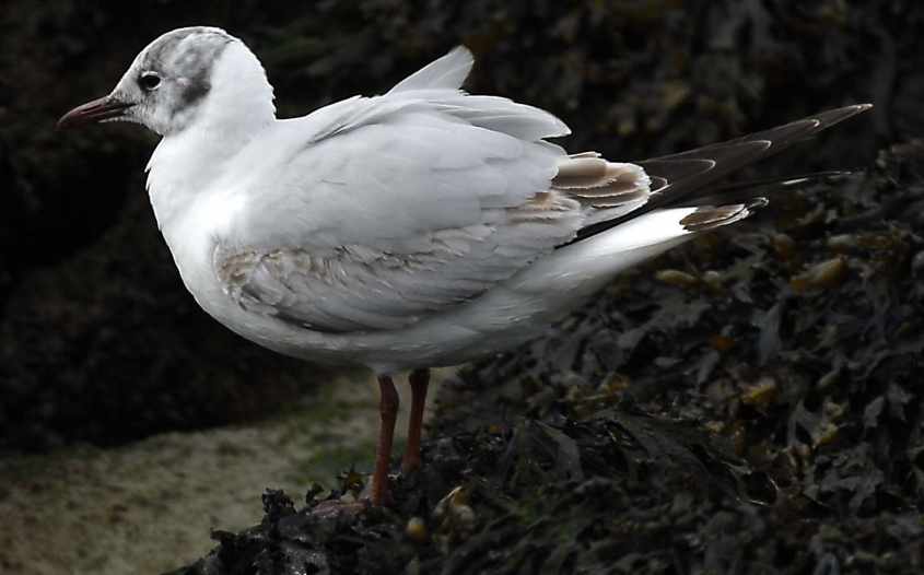 26 Black-headed Gull Larus ridibundus 2CY 10052007  Stellendam,The Netherlands