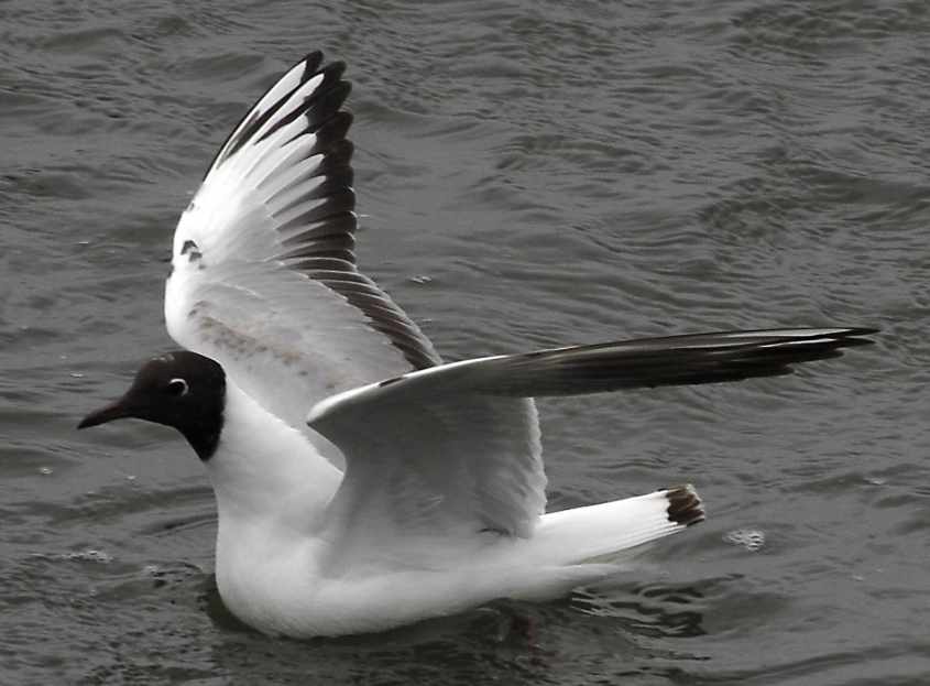 27 Black-headed Gull Larus ridibundus 2CY 10052007  Stellendam,The Netherlands