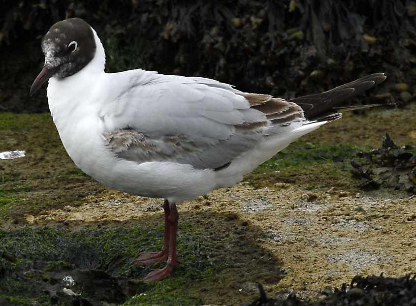 28 Black-headed Gull Larus ridibundus 2CY 10052007  Stellendam,The Netherlands