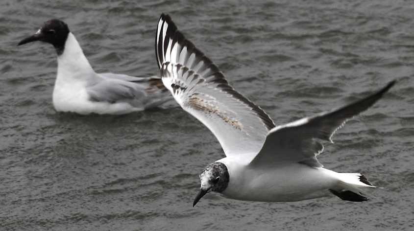 29 Black-headed Gull Larus ridibundus 2CY 10052007  Stellendam,The Netherlands