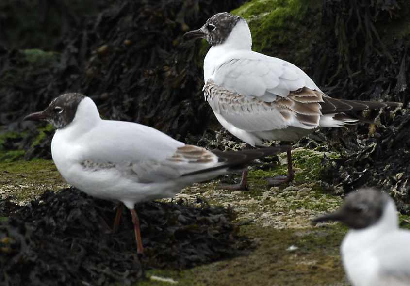 30 Black-headed Gull Larus ridibundus 2CY 10052007  Stellendam,The Netherlands