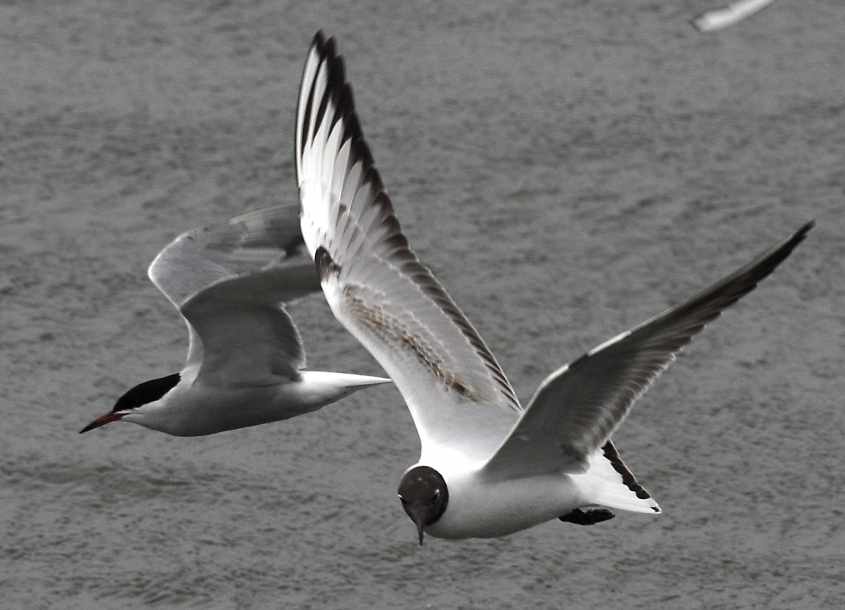 31 Black-headed Gull Larus ridibundus 2CY 10052007  Stellendam,The Netherlands