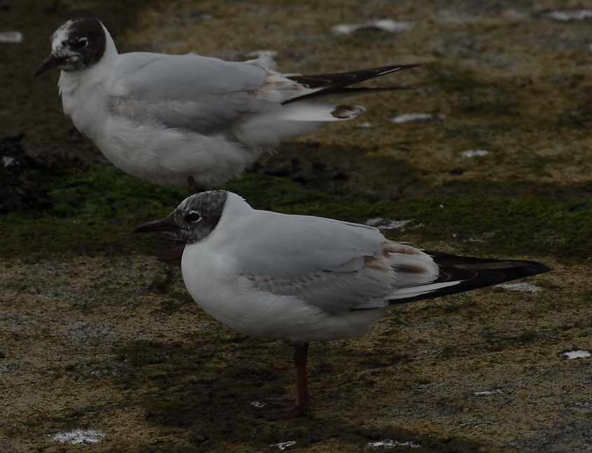 32 Black-headed Gull Larus ridibundus 2CY 10052007  Stellendam,The Netherlands