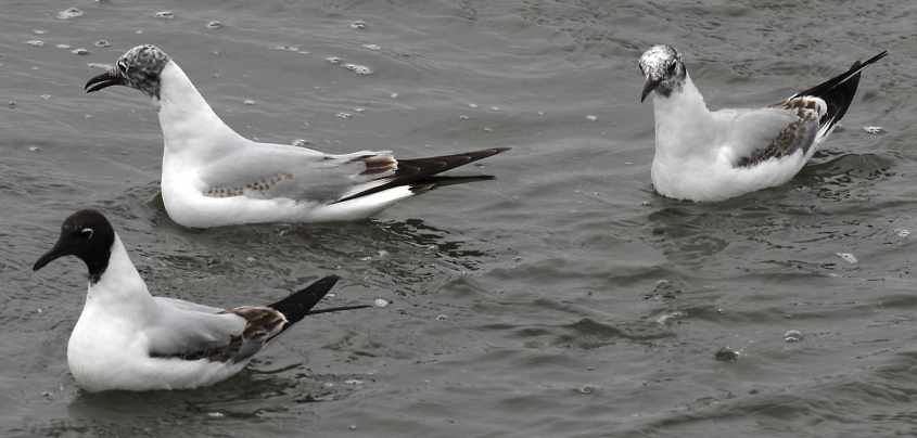 33 Black-headed Gull Larus ridibundus 2CY 10052007  Stellendam,The Netherlands