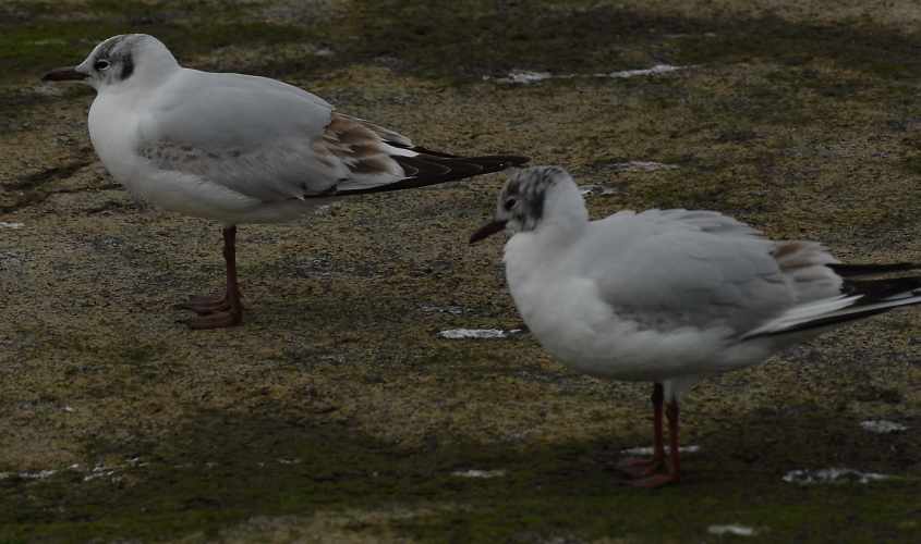 34 Black-headed Gull Larus ridibundus 2CY 10052007  Stellendam,The Netherlands