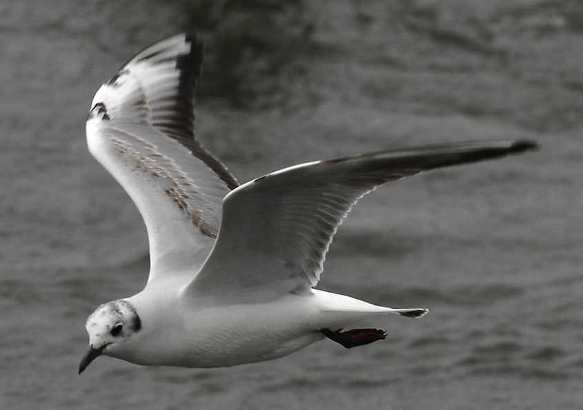 35 Black-headed Gull Larus ridibundus 2CY 10052007  Stellendam,The Netherlands