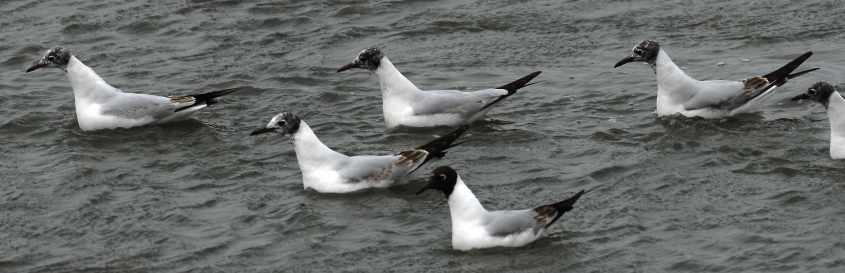 36 Black-headed Gull Larus ridibundus 2CY 10052007  Stellendam,The Netherlands