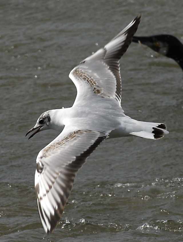 54 Black-headed Gull Larus ridibundus 2CY 12052007  Stellendam,The Netherlands