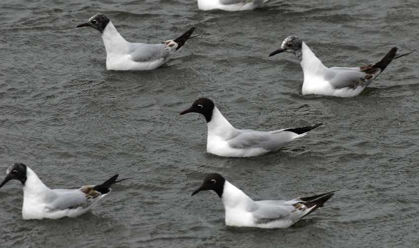 58 Black-headed Gulls Larus ridibundus 2CY 10052007  Stellendam,The Netherlands