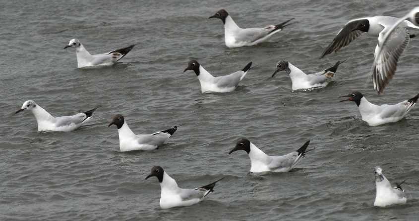 59 Black-headed Gulls Larus ridibundus 2CY 10052007  Stellendam,The Netherlands
