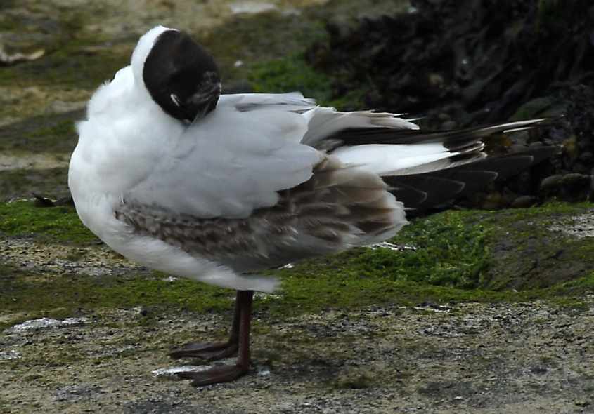 62 Black-headed Gulls Larus ridibundus 2CY 10052007  Stellendam,The Netherlands