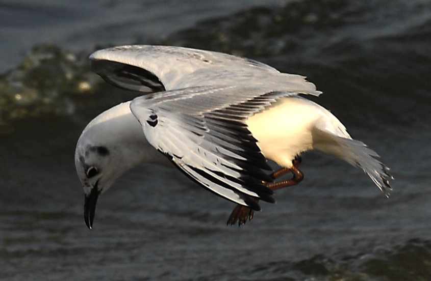 07 Bonaparte's Gull Larus philadelphia 2CY in flight 03052007 3 Rotterdam