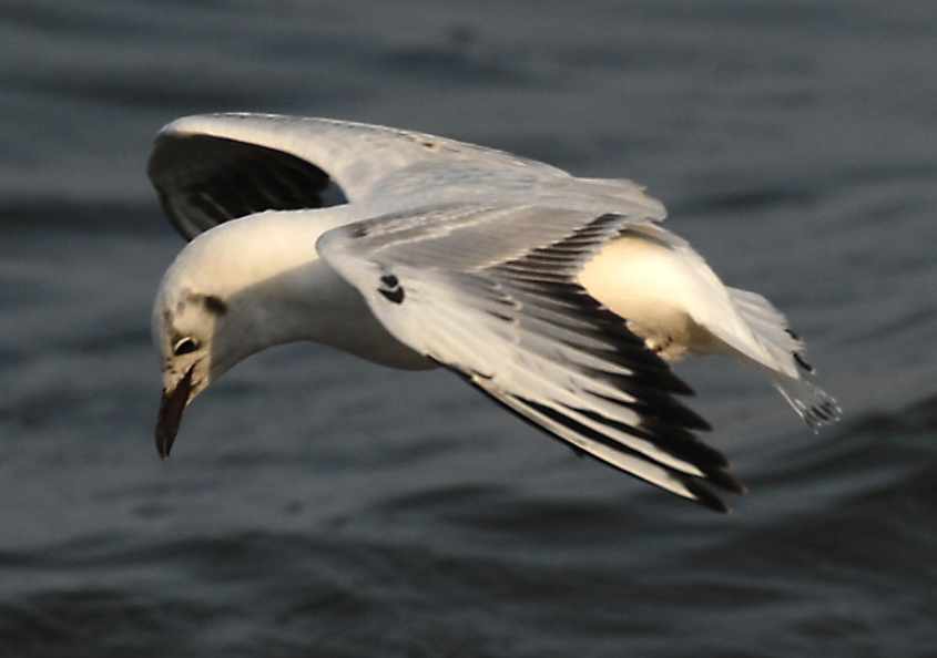 08 Bonaparte's Gull Larus philadelphia 2CY in flight 03052007 2 Rotterdam