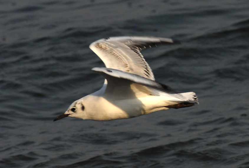 10 Bonaparte's Gull Larus philadelphia 2CY in flight 03052007 6 Rotterdam