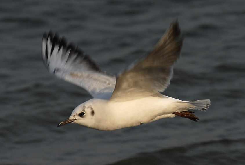 11 Bonaparte's Gull Larus philadelphia 2CY in flight 03052007 Rotterdam