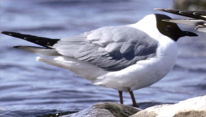 16 Bonaparte's Gull Larus philadelphia adult 1993 Churchill, Canada c A.&.P.de Knijffweb