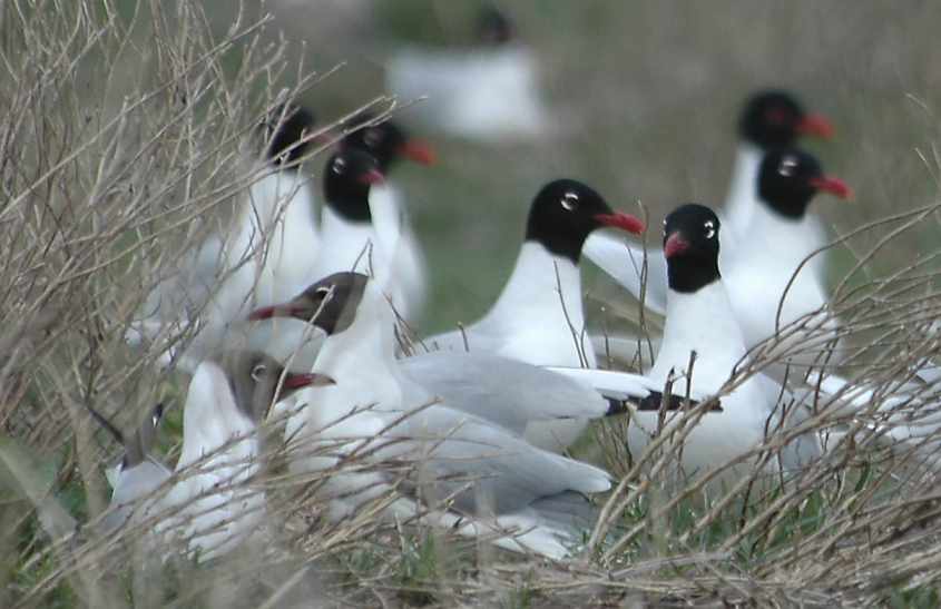 01 mixed colony Mediterranean Gulls & Barnacle Geese, Haringvliet, 15052006 1,The Netherlands