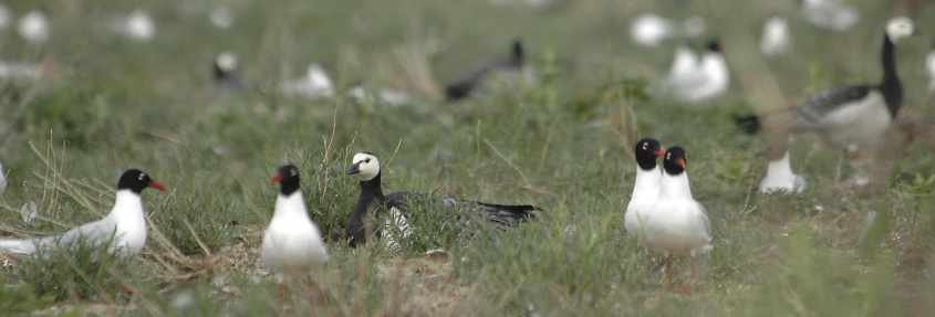 02 mixed colony Mediterranean Gulls & Barnacle Geese, Haringvliet, 15052006 2,The Netherlands