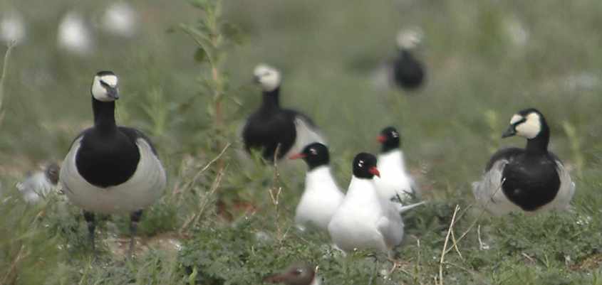 03 mixed colony Mediterranean Gulls & Barnacle Geese, Haringvliet, 15052006,The Netherlands