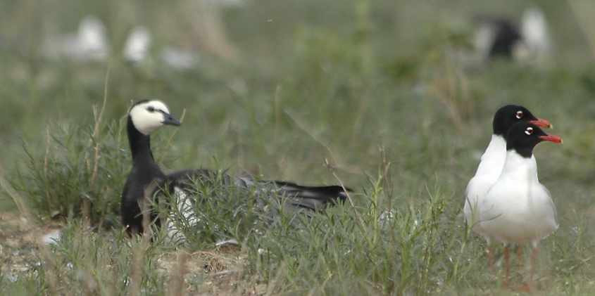 04 Mediterranean Gull & Barnacle Geese, Haringvliet, 15052006 1 ,The Netherlands