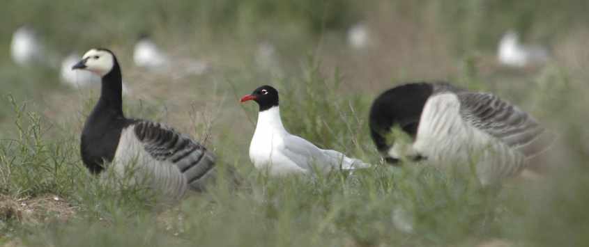 05 Mediterranean Gull & Barnacle Geese, Haringvliet, 15052006 ,The Netherlands