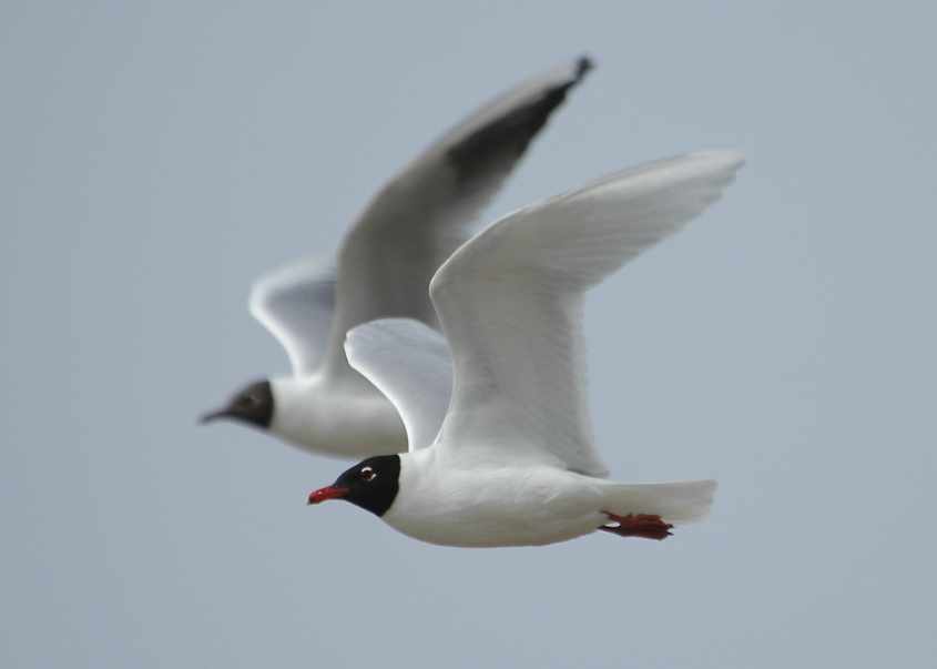 07 Mediterranean Gull Larus melanocephalus adult in flight15052006 Haringvliet,The Netherlands