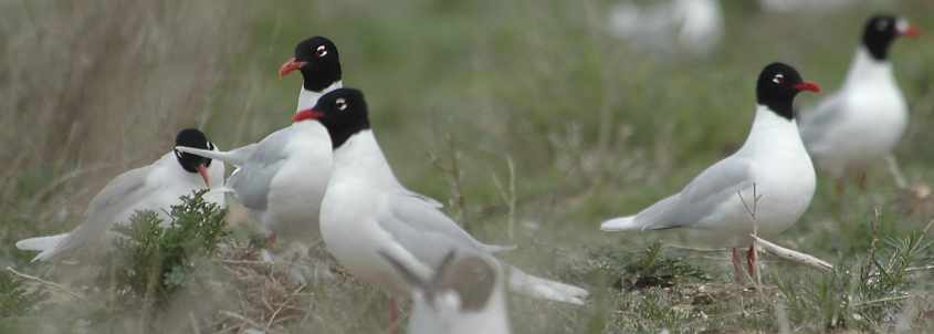 08 Mediterranean Gull Larus melanocephalus adults 15052006 1 Haringvliet,The Netherlands