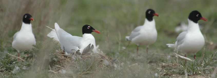 09 Mediterranean Gull Larus melanocephalus adults 15052006 2 Haringvliet,The Netherlands.jpg