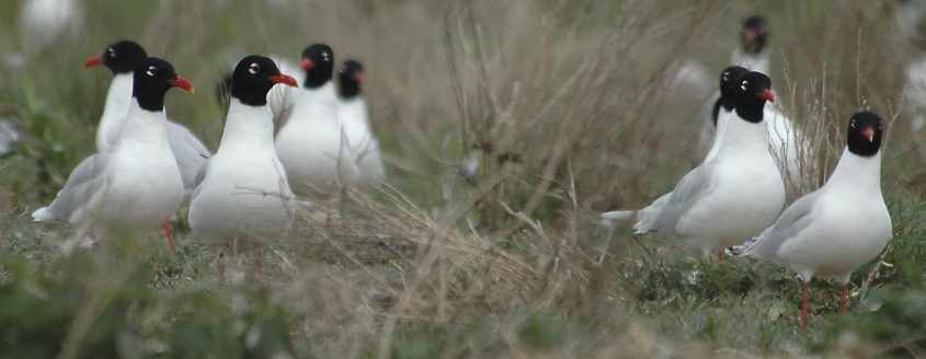 10 Mediterranean Gull Larus melanocephalus adults 15052006 3 Haringvliet,The Netherlands