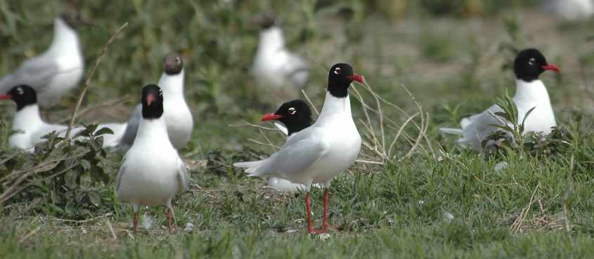 11 Mediterranean Gull Larus melanocephalus adults 15052006 4 Haringvliet,The Netherlands