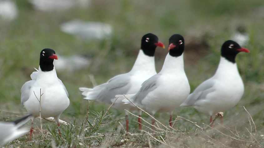 12 Mediterranean Gull Larus melanocephalus adults 15052006 Haringvliet,The Netherlands