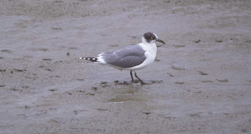 Franklin's Gull Larus pipixcan adult hunting crabs March 1976 Guayaquil, Ecuador.jpg