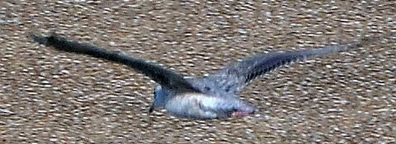 California Gull Larus californicus 26072012 2612 Stellendam, The Netherlands c Norman Deans van Swelm