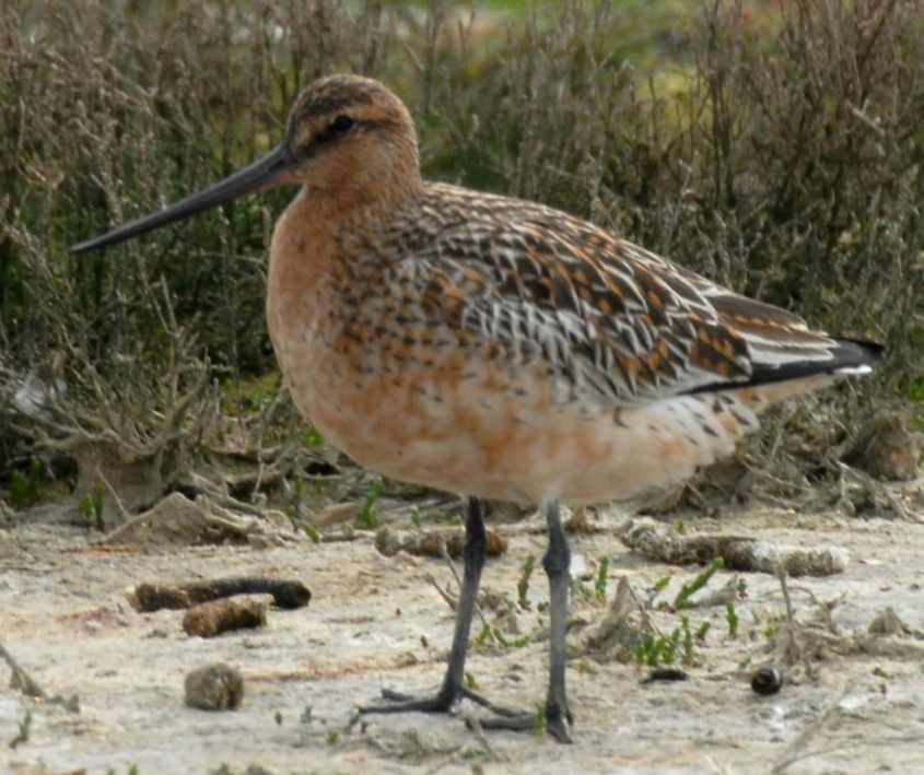 2. Bar-tailed Godwit Limosa lapponica female 