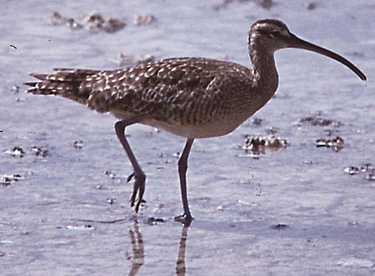 hudsonian whimbrel/Hudsonian Whimbrel Numenius h.hudsonicus Dec.1976 Galapagos.jpg