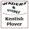 WADERS & SNIPES-Kentish Plover