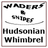 WADERS&SNIPES-Hudsonian Whimbrel