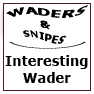 -Interesting Wader