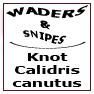 Knot Calidris canutus