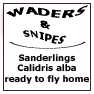 Sanderlings Calidris alba ready fly home