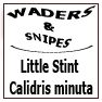 Little Stint Calidris minuta