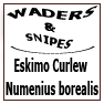 Eskimo Curlew Numenius borealis