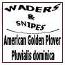 American Golden Plover Pluvialis dominica